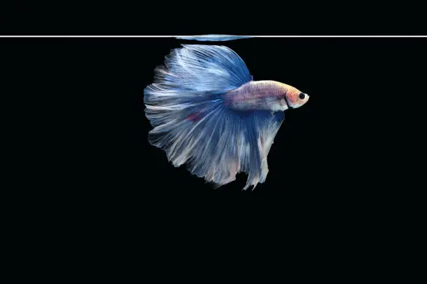 Side view of betta siamese fighting fish (Giant Halfmoon Rosetail in white blue color combination) isolated on black background. Image Photo