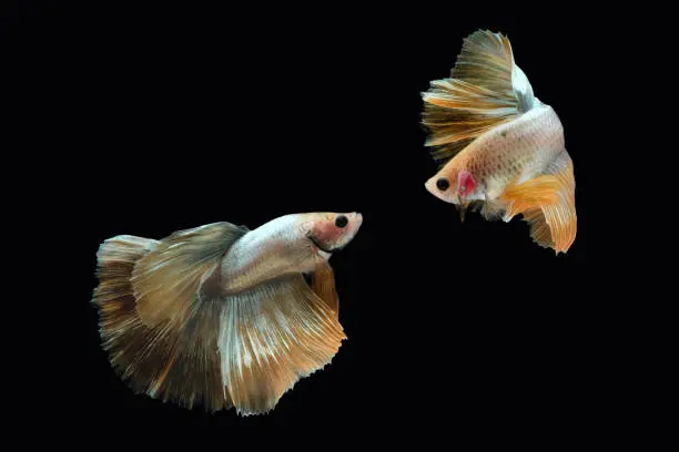 Two dancing golden halfmoon rosetail marble grizzle betta siamese fighting fish isolated on black color background. Image photo