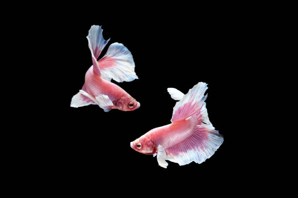 istock Two dancing pink white dumbo, big ear halfmoon betta fish siamese isolated on black color background. 1252401556