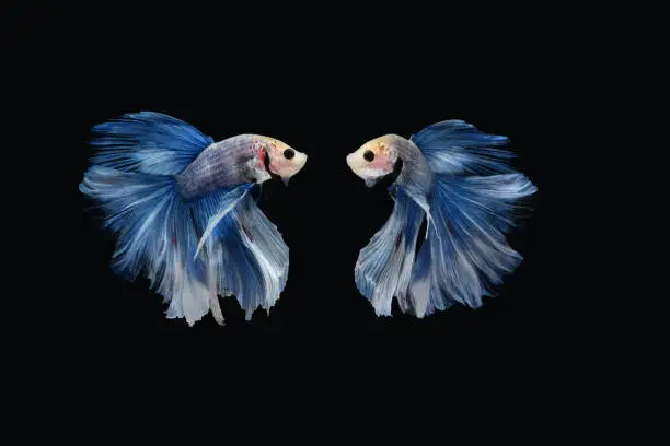 Two dancing of betta siamese fighting fish (Giant Halfmoon Rosetail in white blue color combination) isolated on black background. Image Photo