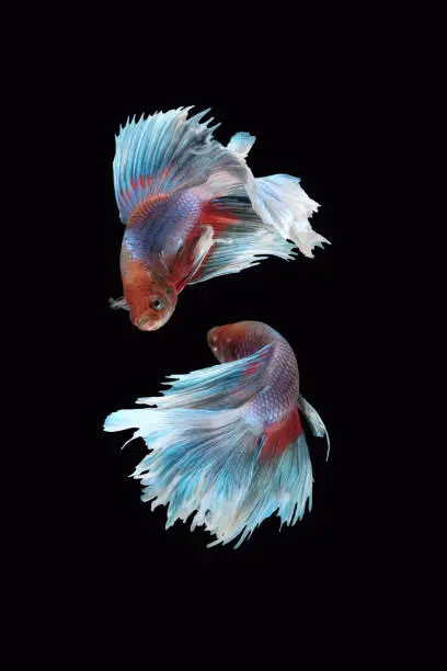 Two flaying and dancing betta siamese fighting fish (Giant Halfmoon Rosetail type in red purple body color and blue white fin color combination) isolated on black background. image photo