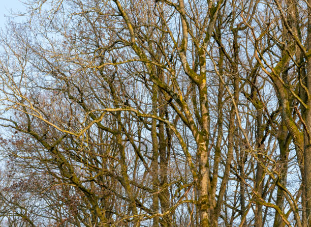 istock natural forest detail 1252401974