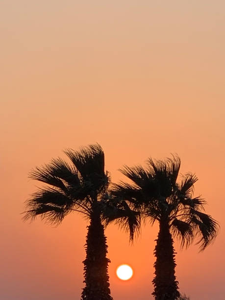 istock Fan shaped palm tree  Sunset  Glowing sky 1252402070