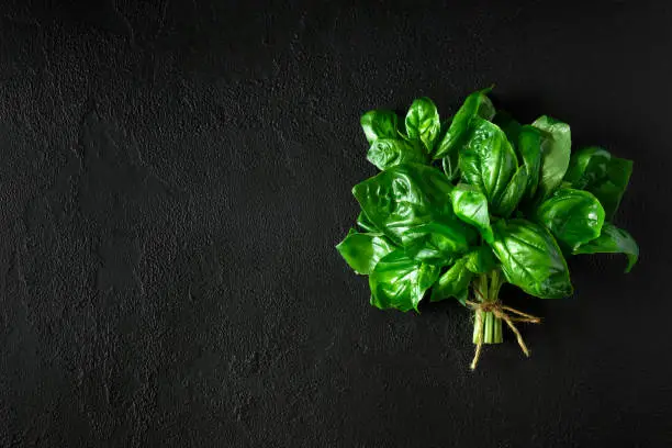 Photo of Fresh green basil on dark concrete background. Top view. Flat lay