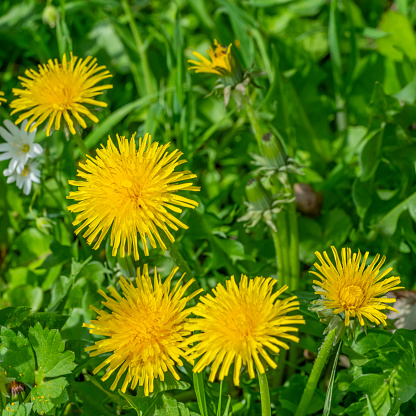 sunny illuminated yellow dandelion flowers in natural ambiance