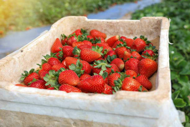 istock Box with Freshly picked strawberries at a strawberry field. 1252404842