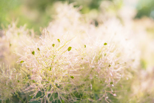 Beautiful large inflorescences with small flower buds of a smoke bush, Slovenia, Europe. Nikon D850.