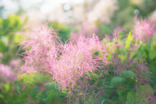 Beautiful large inflorescences with small flower buds of a smoke bush, Slovenia, Europe. Nikon D850.