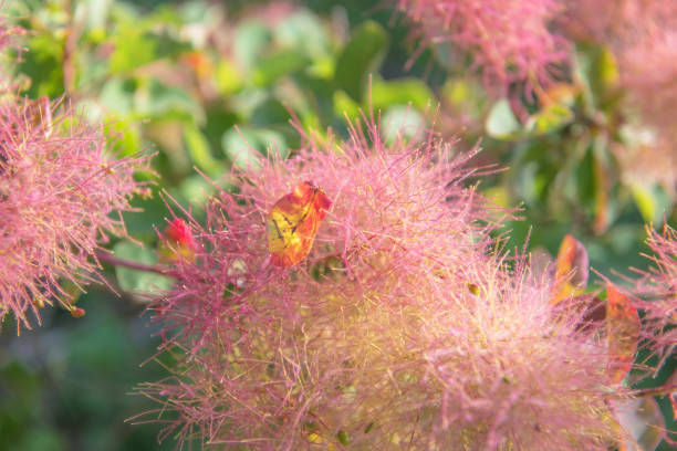 istock Smoke Bush Cotinus Coggygria Blossoms in Spring Background 1252404868