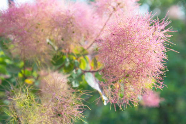 istock Smoke Bush Cotinus Coggygria Blossoms in Spring Background 1252404891