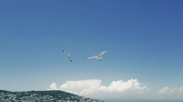 seagulls flying and fighting for food near sea