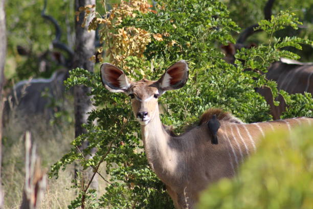 istock Female greater kudu 1252407204