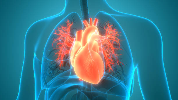 istock Human Circulatory System Heart Anatomy 1252407563