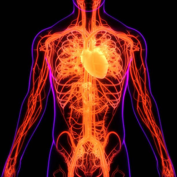 istock Human Circulatory System Heart Anatomy 1252407590