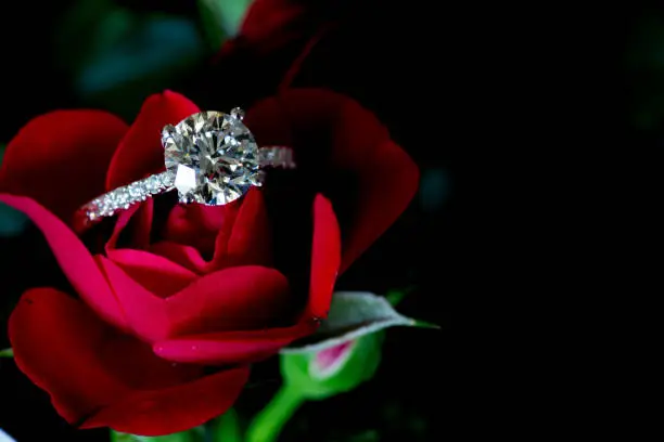 Photo of Platinum Diamond Ring On Red Rose (Hearts & Arrows)