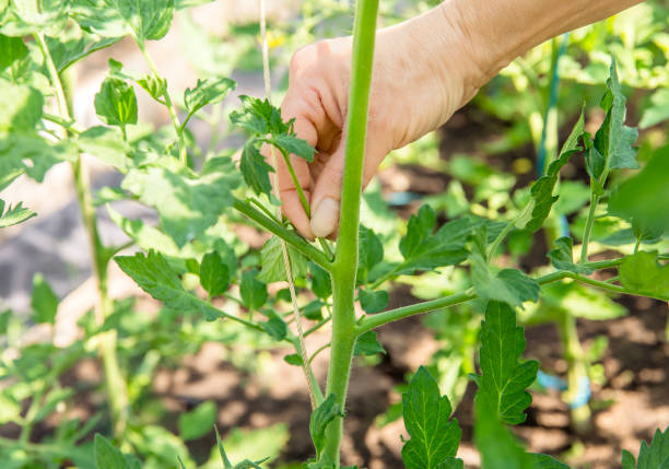 fermez-vous vers le haut de la main de femme pincer outre le suceur excessif de pousse qui poussent sur la tige de plante de tomate dans la serre chaude, ainsi la plante de tomate obtient plus de nutrition du sol pour cultiver des tomates. - food and drink human hand tomato tomato plant photos et images de collection