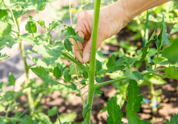 温室でトマト植物の茎に成長する過度のシュート吸盤をつまむ女性のクローズアップは、トマト植物がトマトを栽培するために土壌からより多くの栄養を得る。 - off cuts ストックフォトと画像
