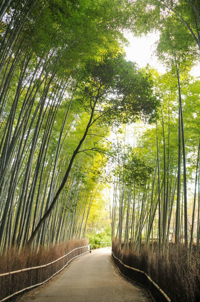 istock Bamboo forest road in Kyoto, Japan 1252409006