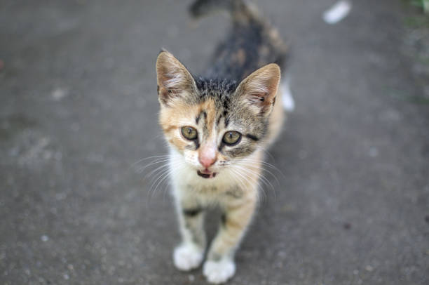 istock Kitty adopted from the street 1252409131