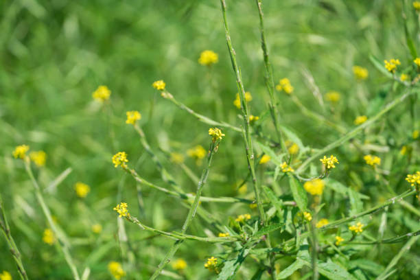 istock Sisymbrium officinale  - wild plants in Germany in June 1252409152
