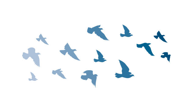 White Pigeon Vector Art Icons And Graphics For Free Download