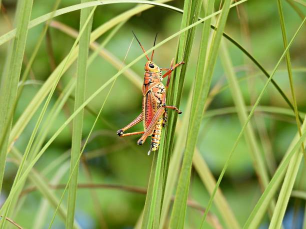 istock Eastern Lubber Grasshopper (Romalea microptera) resting on a stalk leaf in Florida 1252409772