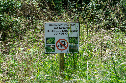 A notice warning of the dangers of cutting knotweed in Waterstown Park, Palmerstown, Dublin, Ireland.