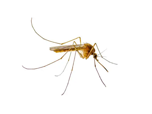 Photo of Infectious Dengue Mosquito Insect Isolated on White. Leishmaniasis, Encephalitis, Yellow Fever, Malaria, Mayaro Disease or Zika Virus Infected Mosquitoe Parasite Macro