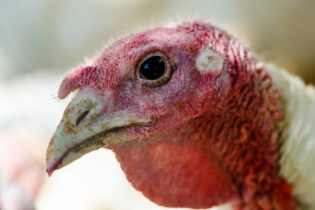 istock White Turkey Domestic Bird Head Portrait 1252410291