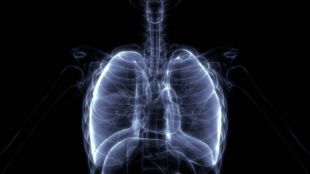 肺は、ヒト呼吸器系の解剖学の一部 - human lung tuberculosis bacterium emphysema human trachea ストックフォトと画像