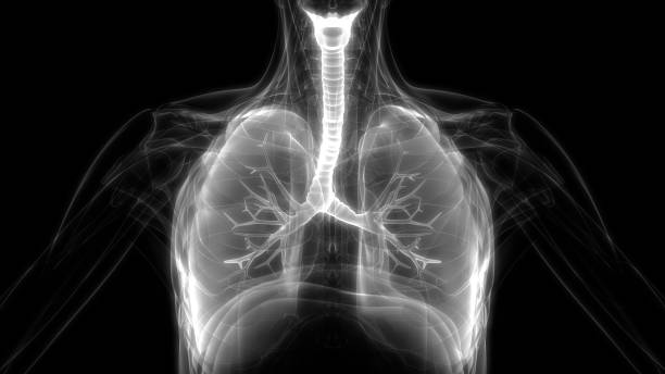 istock Lungs a part of Human Respiratory System Anatomy 1252410387