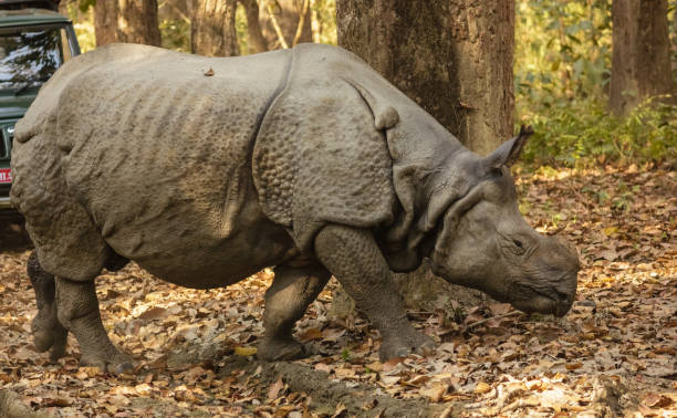 istock A rhino walking in the forest 1252411167