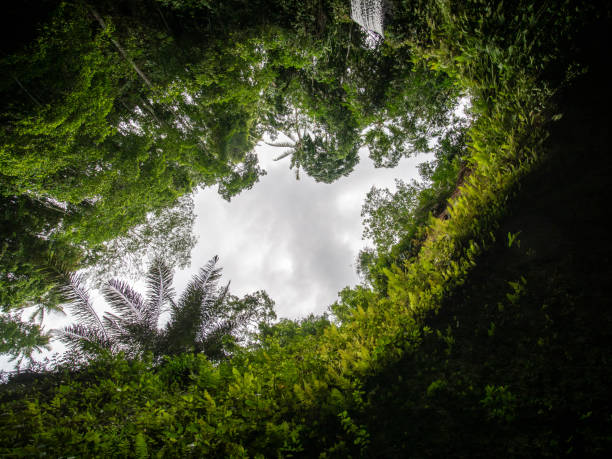 istock Tree and sky in lookup view from waterfall. 1252411792