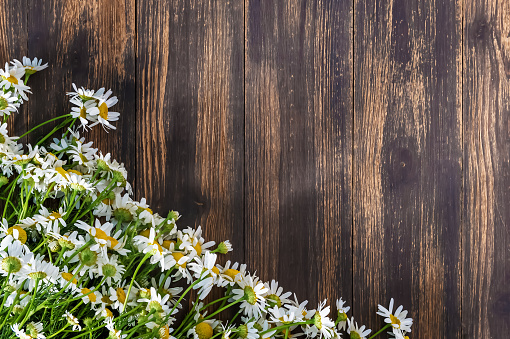 lots of white daisies on a brown wooden background. summer background. flat lay. copy space. selective focus