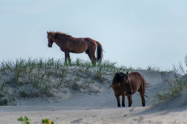 istock OBX wild horses 1252413654