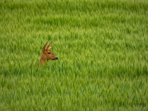 beautiful wildlife picture of an attentive female deer standing in high green wheat field, only the head is visible, place for text