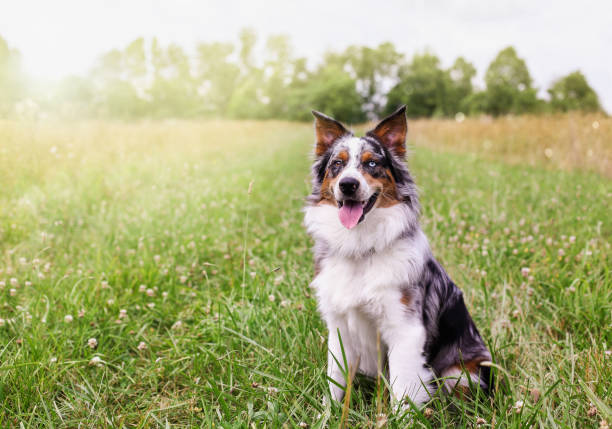 Happy Malchi the Australian Shepherd Dog in a Field Beautiful juvenile male Blue Merle Australian Shepherd dog sitting calmly in a sunny summer field.  Selective focus with blurred background. collie photos stock pictures, royalty-free photos & images