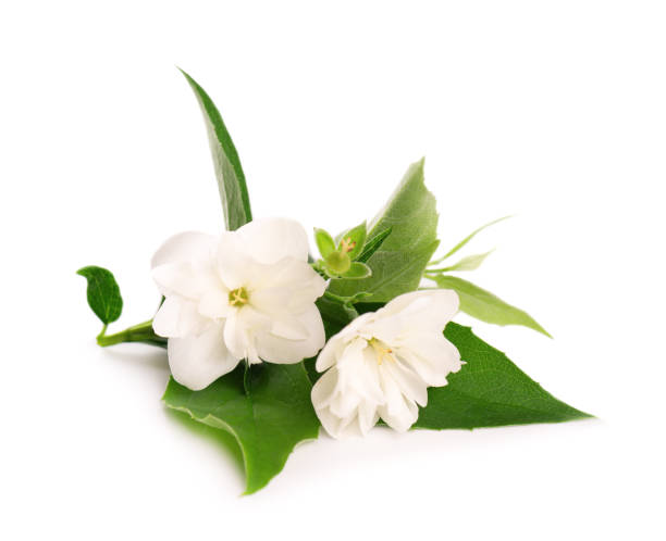 istock Jasmine flowers isolated on white background. Jasmine branch. 1252415022