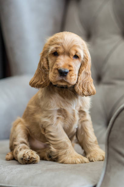 english cocker spaniel english cocker spaniel puppy cocker spaniel stock pictures, royalty-free photos & images
