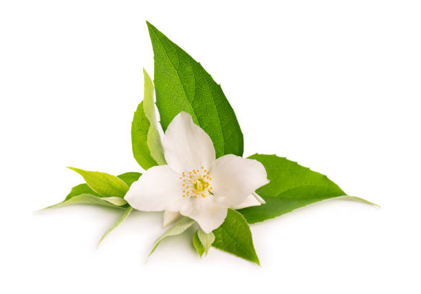 istock Jasmine flowers isolated on white background. Jasmine branch. 1252415088