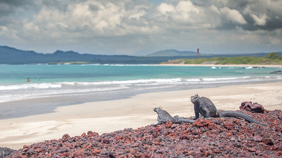 Sea iguanas are golden in the sun in the Galapagos archipelago.