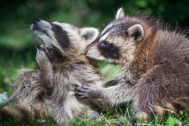 istock Raccoons (Procyon lotor). Raccoons 1252415274