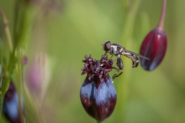 Syritta pipiens forages a Pipicha from Mexico.