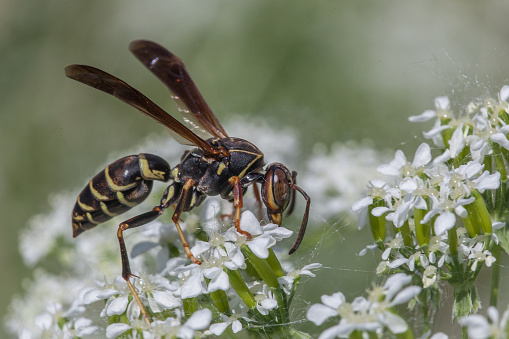 A golden wasp forages for a flower. Polistes fuscatus.