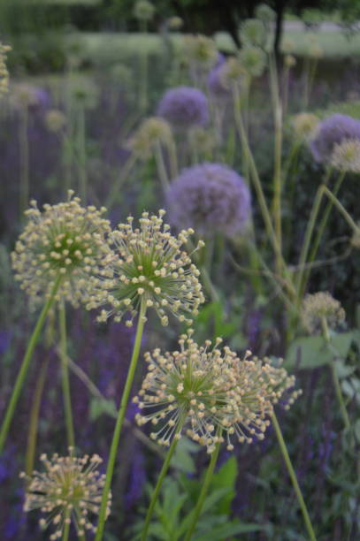 istock Decorative Onion Plant at Moscow Gorky Park 1252415457