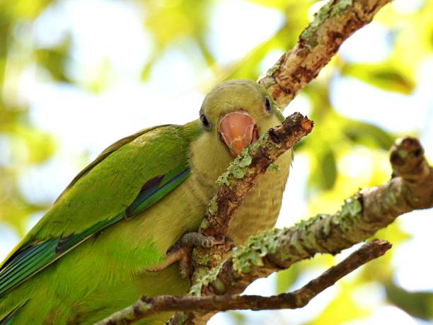 istock Monk Parakeet (Myiopsitta monachus) pecking at the tree branch 1252416701