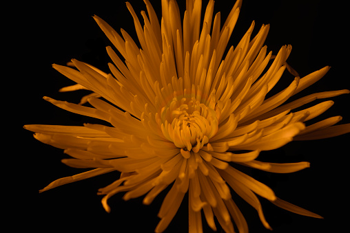 Amber colored Chrysanthemum flower on a black background