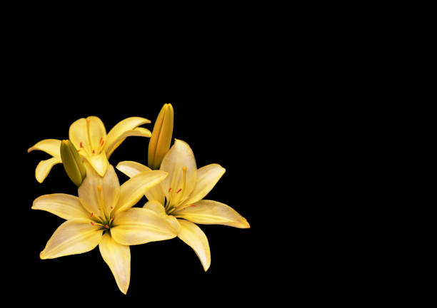 lys jaunes isolés sur le fond noir - lily lily family temperate flower asiatic lily photos et images de collection