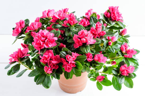 白いテーブルの上に隔離された茶色の鍋で花が咲くピンクのツツジまたはシャクナゲの植物のクローズアップ、バレンタインデーや母の日のために、テキストのためのスペースを持つサイド� - azalea flower pot rhododendron isolated ストックフォトと画像