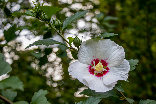 Close-up of white Rose of Sharon flower with deep red center on a branch with leaves and buds. Focus on foreground with background bokeh.